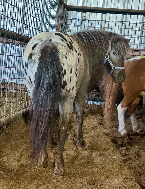 Image for Jones Livestock Auction THURSDAY MAY 1ST -  Jones, Oklahoma