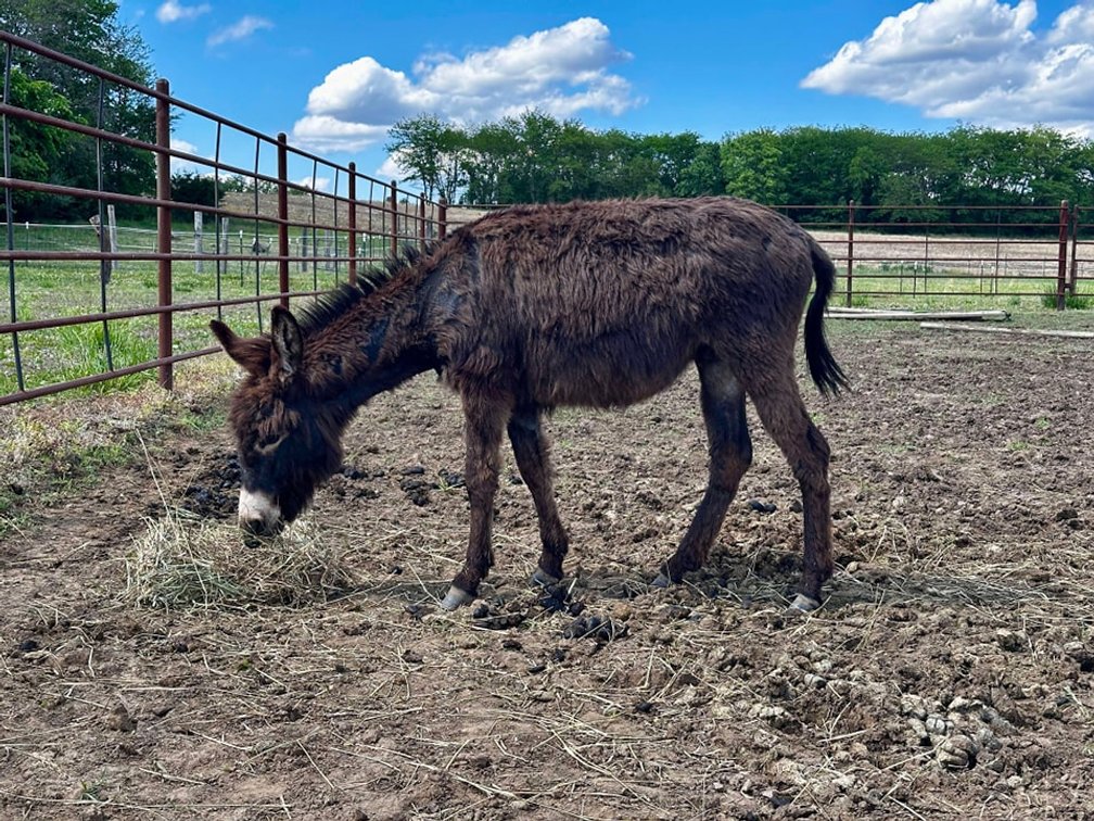 Image for Maryville Horse Sale - DRAFT, MULE, CROSSBRED, DONKEY Special Session! SATURDAY, MAY 24TH - Maryville, Missouri