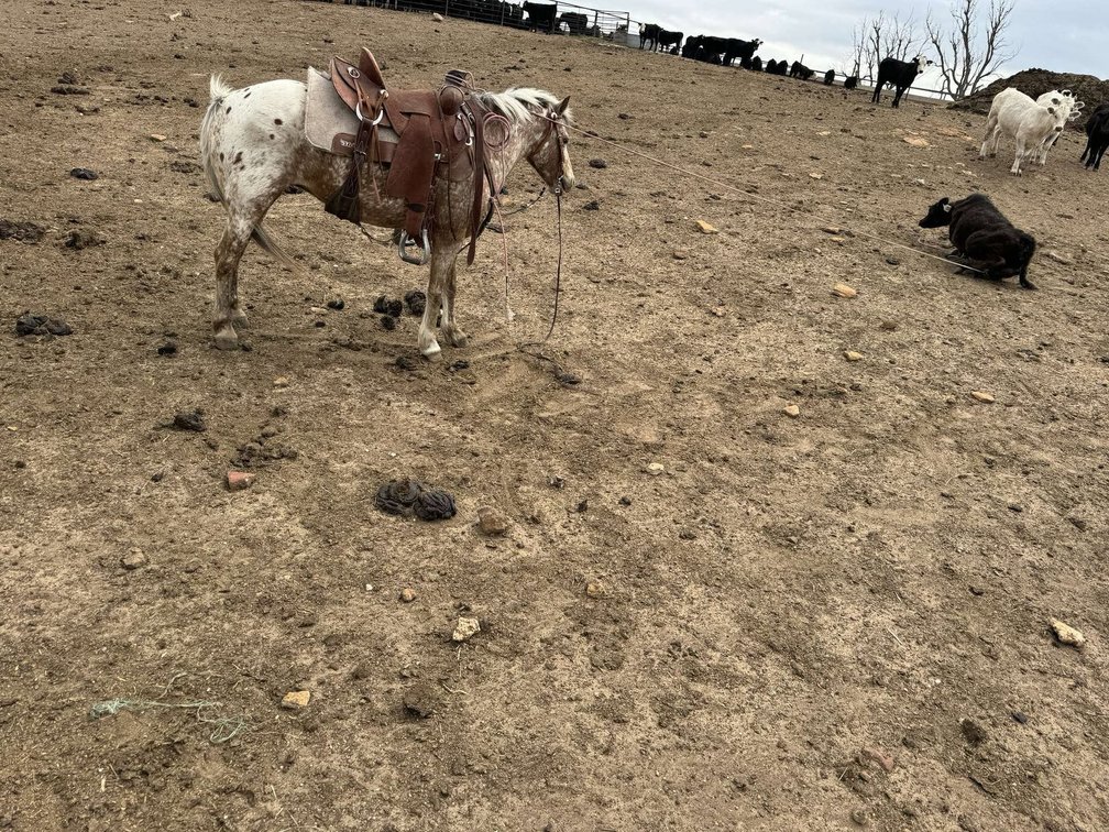 Image for Boonville Livestock Sales Spring Horse Sale - SATURDAY, MAY 24TH - Boonville, MO