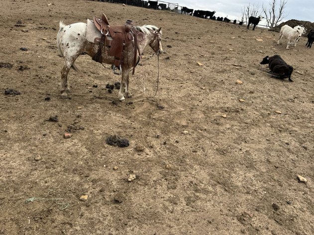 Image for Boonville Livestock Sales Spring Horse Sale - SATURDAY, MAY 24TH - Boonville, MO