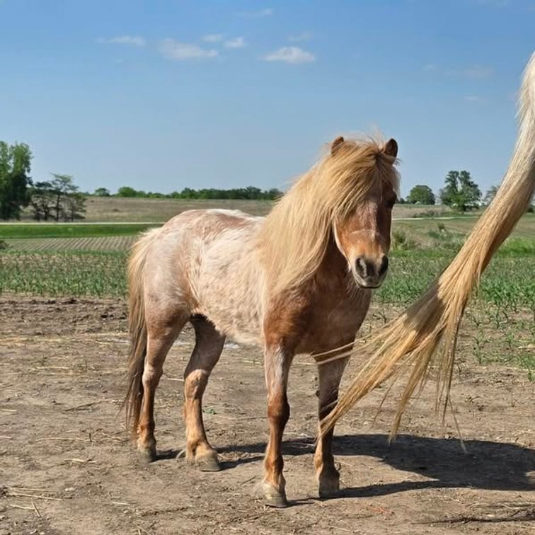 Image for Colfax Iowa Horse Sale - SUNDAY, MAY 18TH