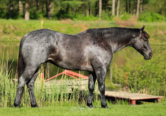Image for Iron Saddle Ranch Equine Sale - SATURDAY, JUNE 7TH - Salem, IL