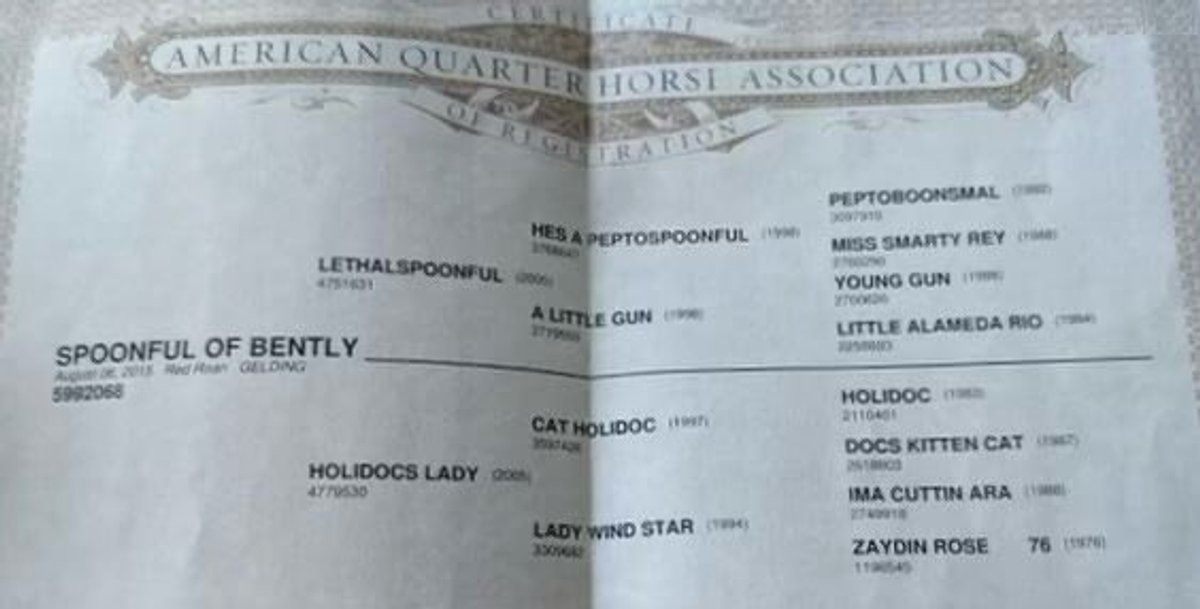 Image for Interstate Regional Stockyards Horse Sale - Cuba, Missouri WEDNESDAY JUNE 18TH