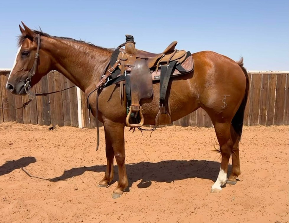 Image for Jones Livestock Auction MONTHLY HORSE & TACK SALE!   SATURDAY, JULY 12TH!