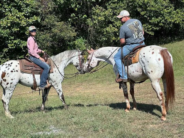 Image for Interstate Regional Stockyards Horse Sale - Cuba, Missouri WEDNESDAY JULY 16TH