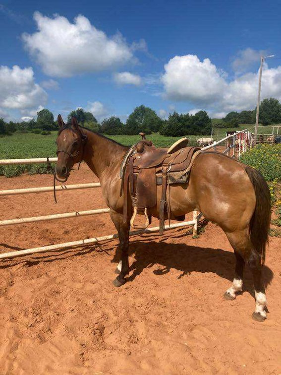 Image for Jones Livestock Auction MONTHLY HORSE & TACK SALE!   SATURDAY, JULY 12TH!