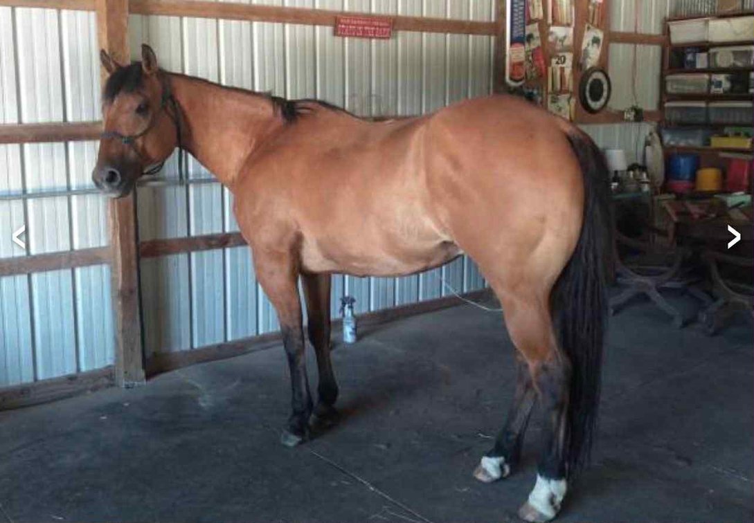 Image for Interstate Regional Stockyards Horse Sale - Cuba, Missouri WEDNESDAY JULY 16TH