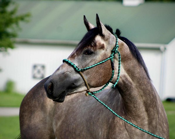 Image for Casino Classic All Breed Horse Sale - Oak Grove, Kentucky SATURDAY,  AUGUST 9TH