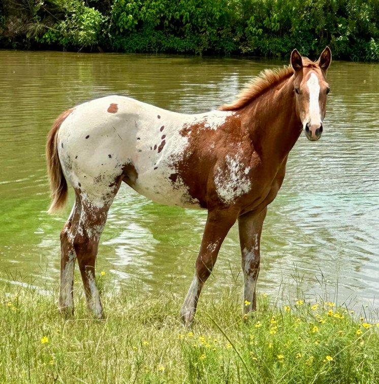Image for Mize Horse Sale **Annual LM Production Sale - 