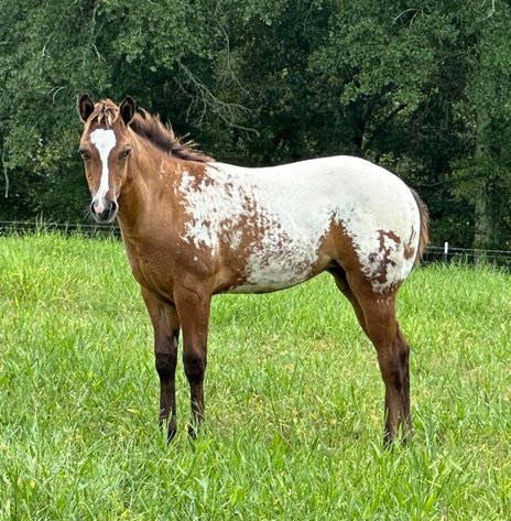 Image for Mize Horse Sale **Annual LM Production Sale - 
