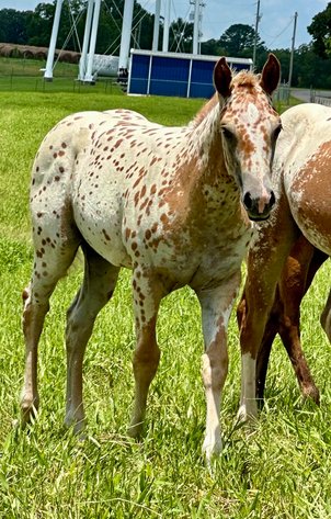 Image for Mize Horse Sale **Annual LM Production Sale - 