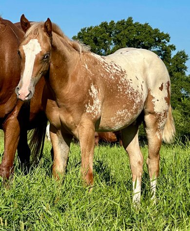 Image for Mize Horse Sale **Annual LM Production Sale - 
