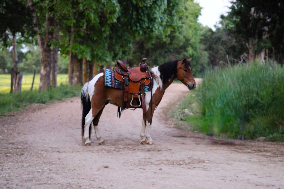 Image for Springfield Livestock Horse Sale FRIDAY JULY 25TH - Springfield, MO