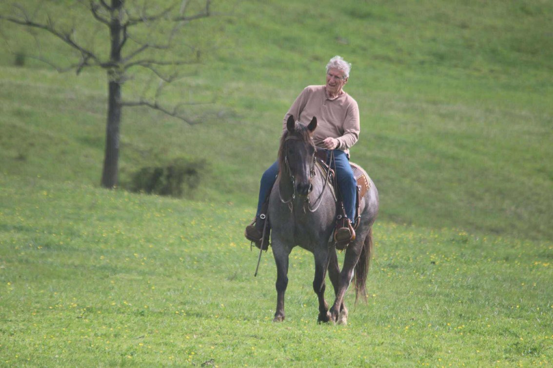 Image for Casino Classic All Breed Horse Sale - Oak Grove, Kentucky SATURDAY,  AUGUST 9TH