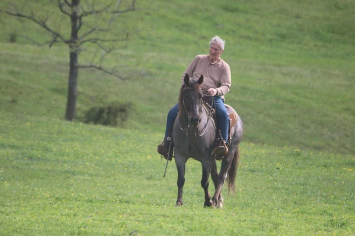 Image for Casino Classic All Breed Horse Sale - Oak Grove, Kentucky SATURDAY,  AUGUST 9TH
