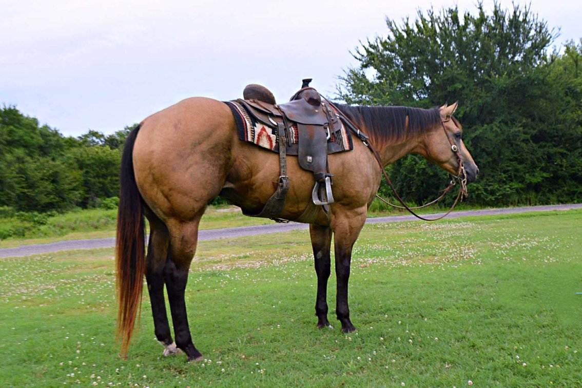 Image for Casino Classic All Breed Horse Sale - Oak Grove, Kentucky SATURDAY,  AUGUST 9TH