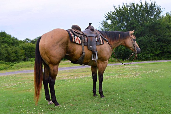 Image for Casino Classic All Breed Horse Sale - Oak Grove, Kentucky SATURDAY,  AUGUST 9TH