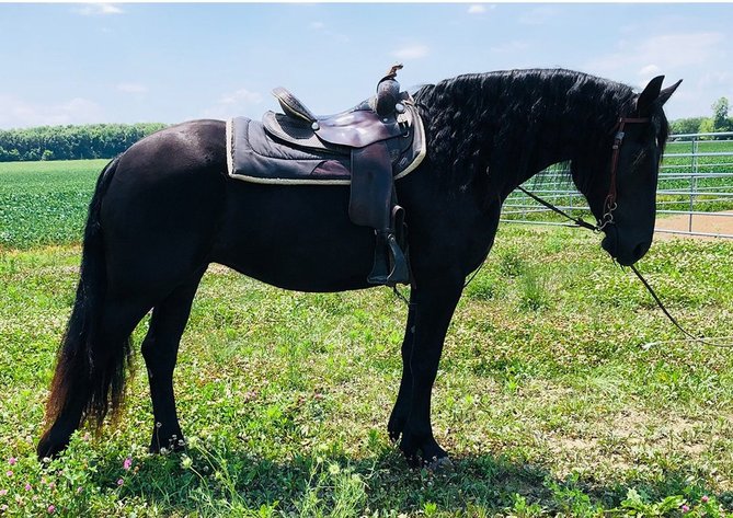 Image for NPEC Mount Up Fall Sale - New Paris, Indiana - SALE DAY SATURDAY, AUGUST 23RD