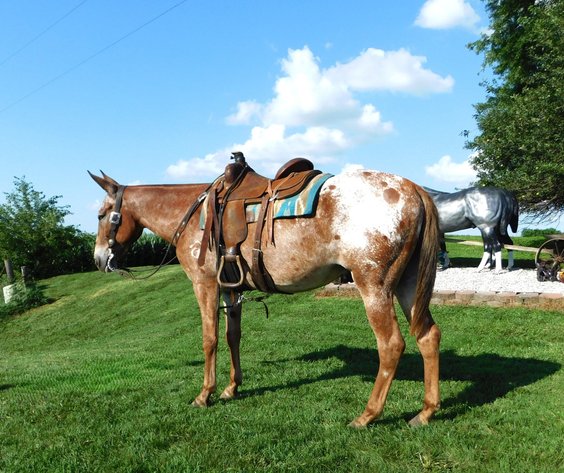 Image for Casino Classic All Breed Horse Sale - Oak Grove, Kentucky SATURDAY,  AUGUST 9TH
