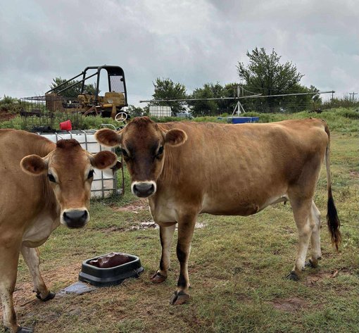 Image for Jones Livestock Auction THURSDAY SEPTEMBER 4TH -  Jones, Oklahoma