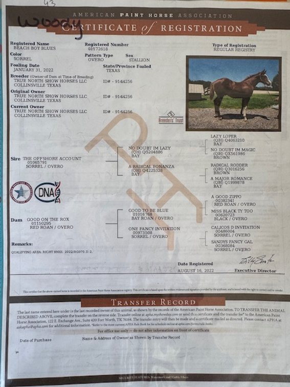 Image for Diamond E Horse Company 5th Annual Sale SUNDAY August 24th - Morris, Illinois