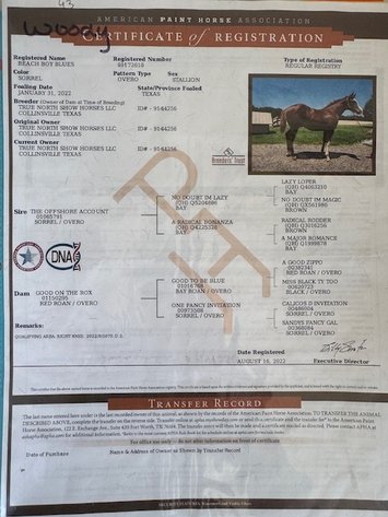 Image for Diamond E Horse Company 5th Annual Sale SUNDAY August 24th - Morris, Illinois