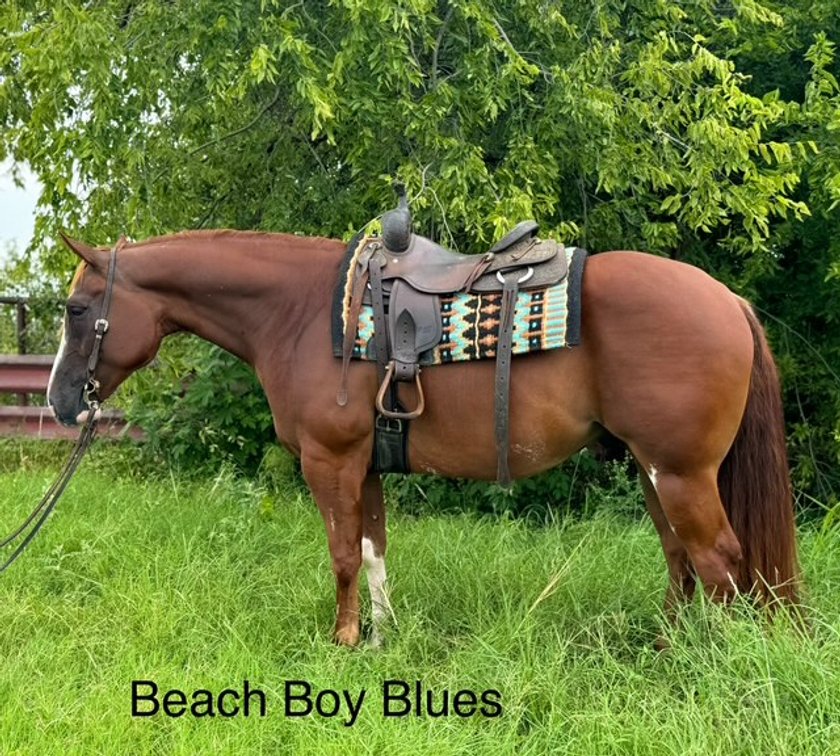 Image for Diamond E Horse Company 5th Annual Sale SUNDAY August 24th - Morris, Illinois