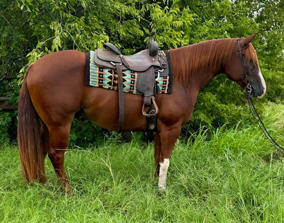 Image for Diamond E Horse Company 5th Annual Sale SUNDAY August 24th - Morris, Illinois