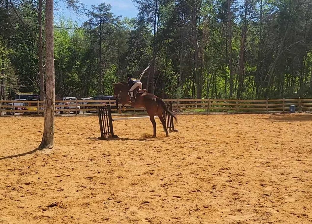 Image for Courtland Tack And Horse Auction Saturday September 20,2025