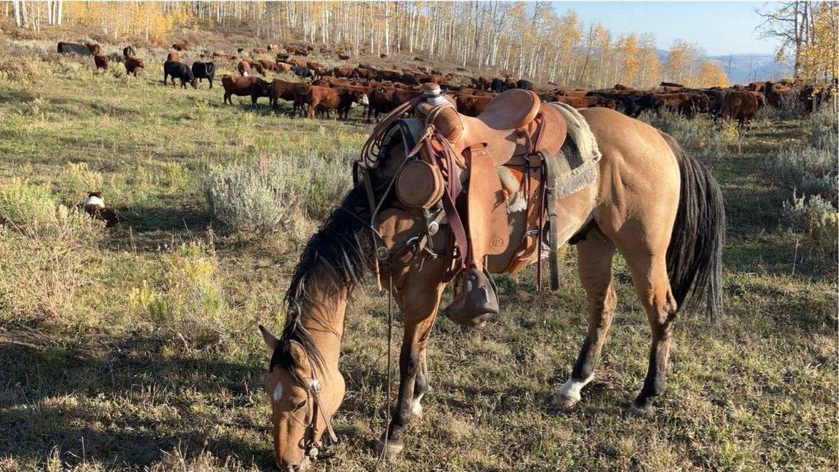 Image for Jones Livestock Auction MONTHLY HORSE & TACK SALE!   SATURDAY, SEPTEMBER 13TH!