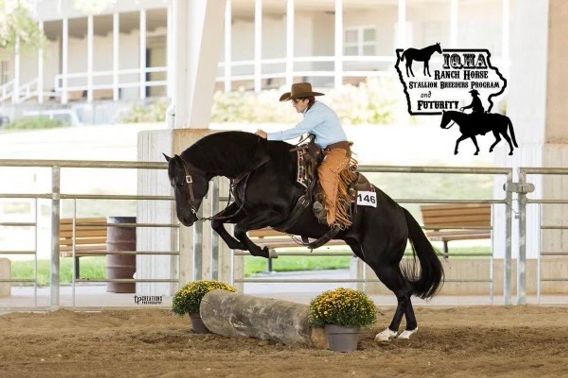 Image for Ocala Horse Sale - Saturday, September 13th - Ocala, Florida