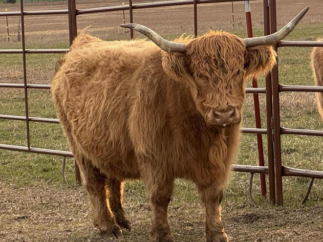 Image for Jones Livestock Auction THURSDAY SEPTEMBER 4TH -  Jones, Oklahoma