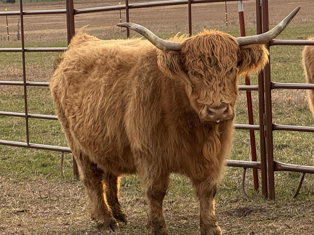 Image for Jones Livestock Auction THURSDAY SEPTEMBER 4TH -  Jones, Oklahoma