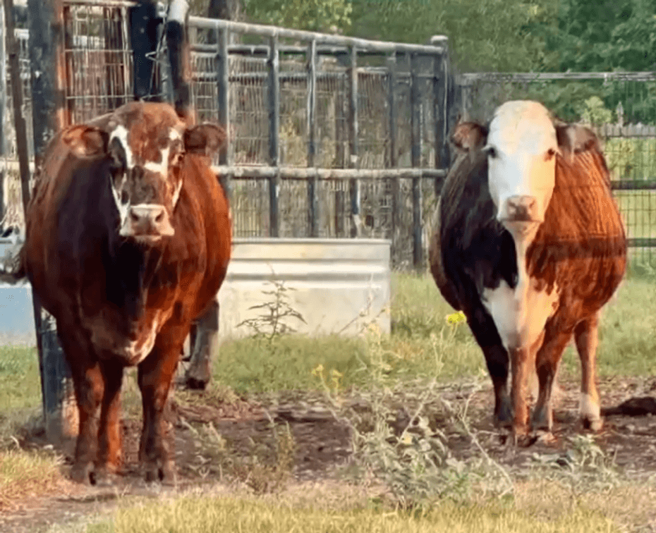 Image for Jones Livestock Auction THURSDAY OCTOBER 2ND -  Jones, Oklahoma