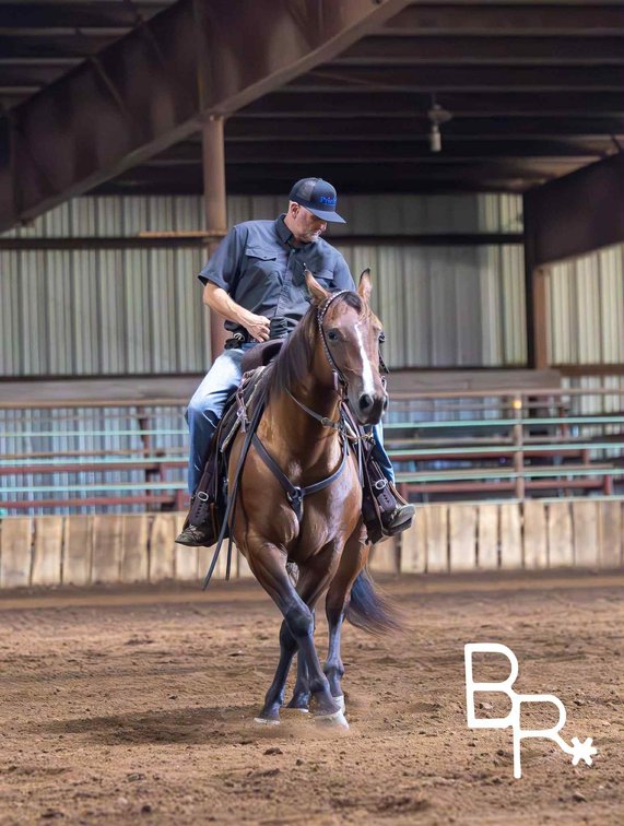 Image for Reno County Stockyards Horse Sale WEDNESDAY, OCTOBER 8TH - South Hutchinson, KS