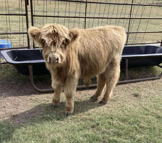 Image for Jones Livestock Auction THURSDAY OCTOBER 2ND -  Jones, Oklahoma