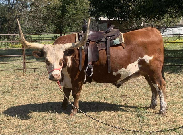 Image for Jones Livestock Auction THURSDAY OCTOBER 2ND -  Jones, Oklahoma