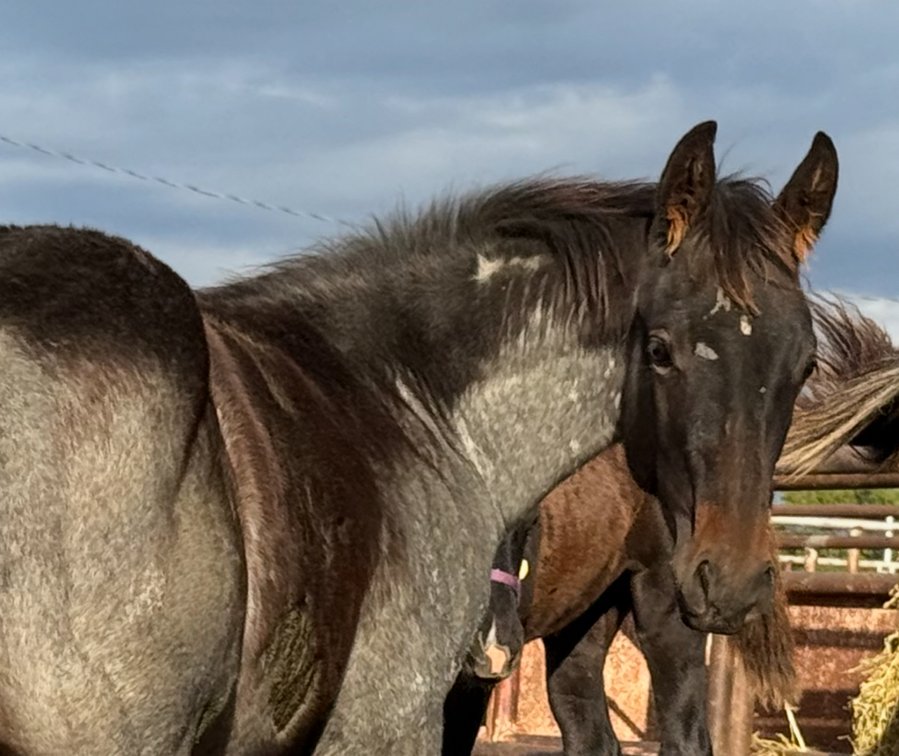 Image for Jones Livestock Auction FALL ROUNDUP SPECIAL HORSE & TACK SALE!   SATURDAY, OCTOBER 11TH!