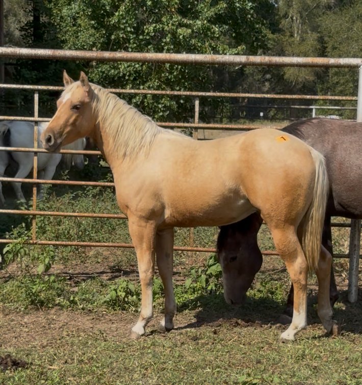 Image for Mize Horse Sale  - SATURDAY, OCTOBER 18TH - Mize, Mississippi