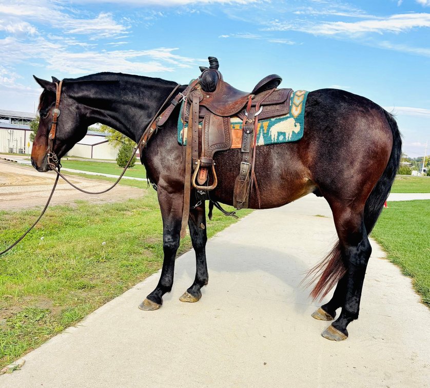 Image for Shamrock Livestock Market Horse Sale - WEDNESDAY, OCTOBER 22ND - O'Neill, Nebraska