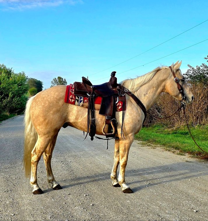 Image for Maryville Horse Sale  - SATURDAY, OCTOBER 25TH - Maryville, Missouri
