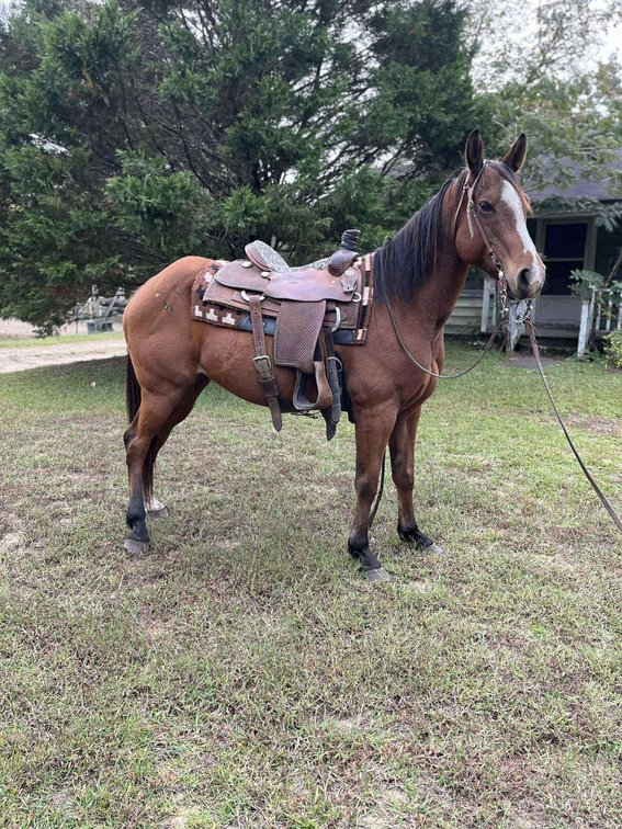 Image for Courtland Tack And Horse Auction- Saturday November 15, 2025