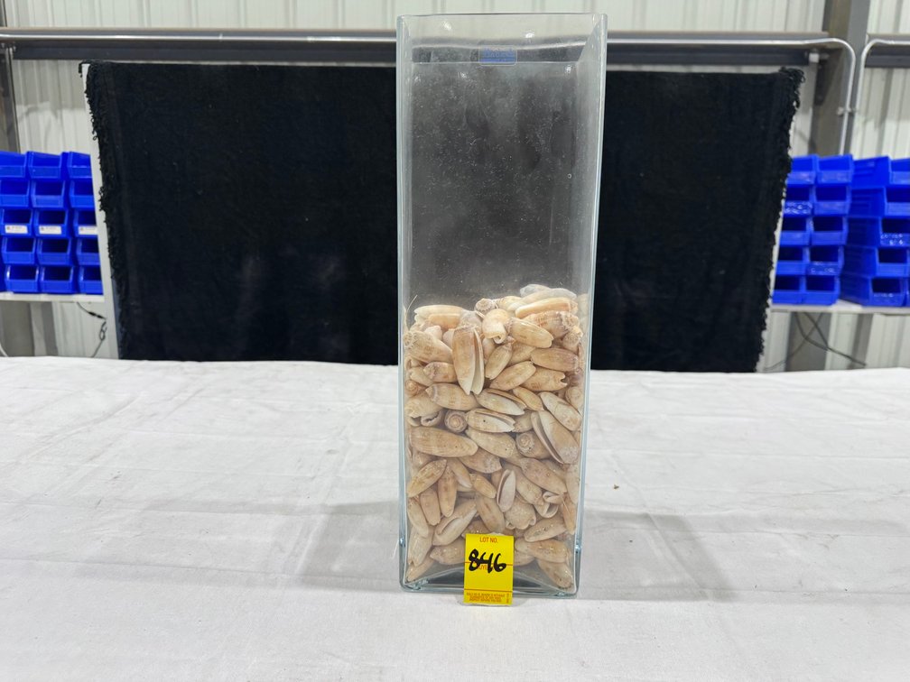 Badash Handmade Crystal Vase,  5.5" x 5.5" x 16.5", 1/2 Full Of Shells