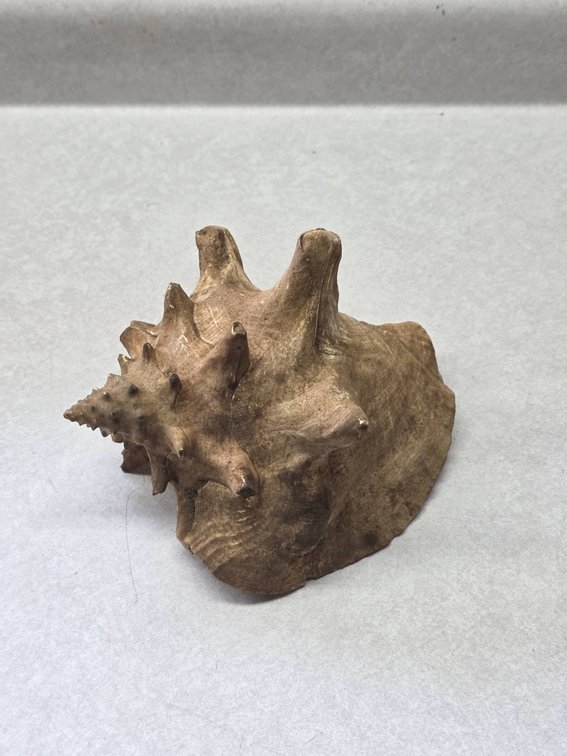 Natural Conch Shell