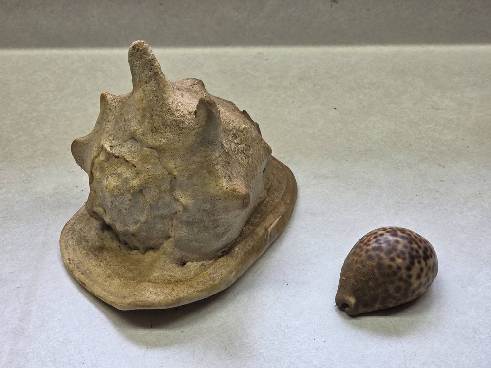 Large Conch Shell (9-Inch) and Small Cowrie Shell