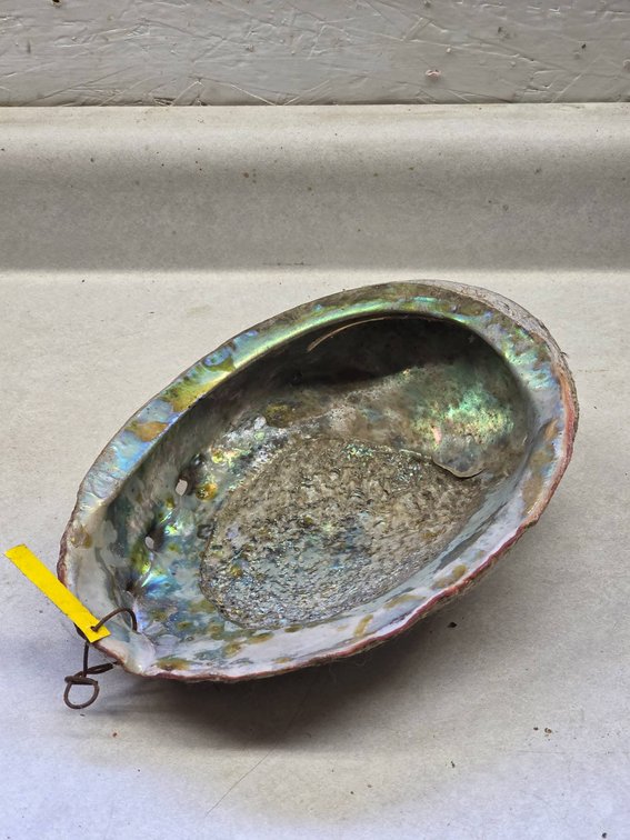 Vintage Abalone Shell with Mother of Pearl Interior