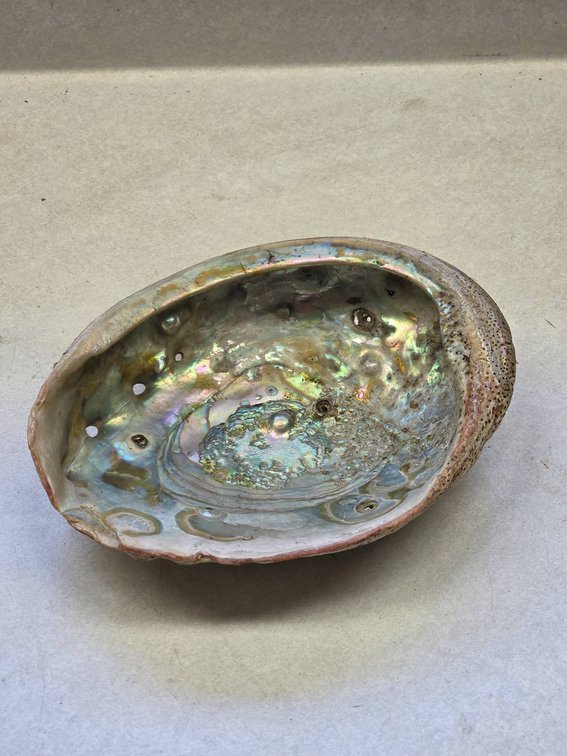 Vintage Abalone Shell with Iridescent Mother of Pearl Interior