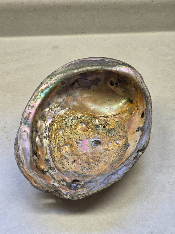 Vintage Abalone Shell with Mother-of-Pearl Interior