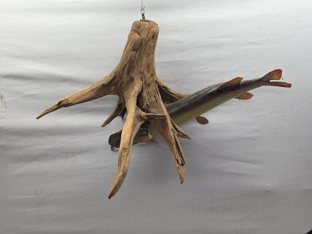 Taxidermy Pike Mounted on Driftwood with Wire Mount