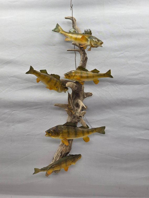 Taxidermy Fish Display Mounted on Driftwood with Wire Hanger
